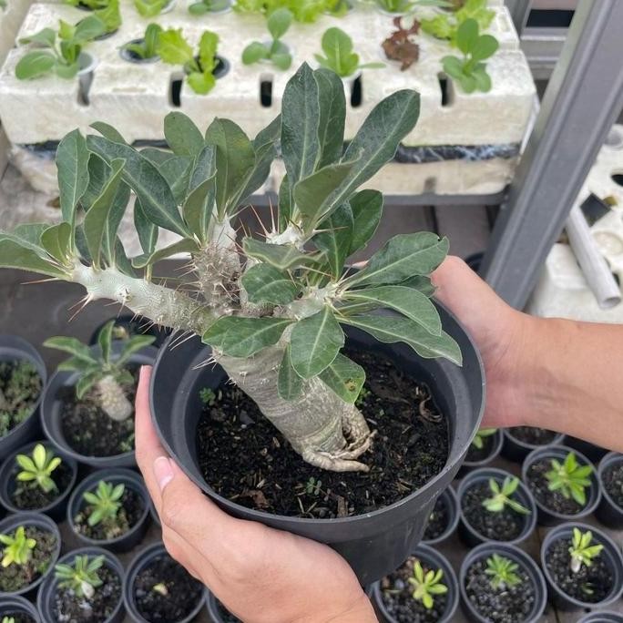 

PACHYPODIUM SAUNDERSII - UKURAN MINI