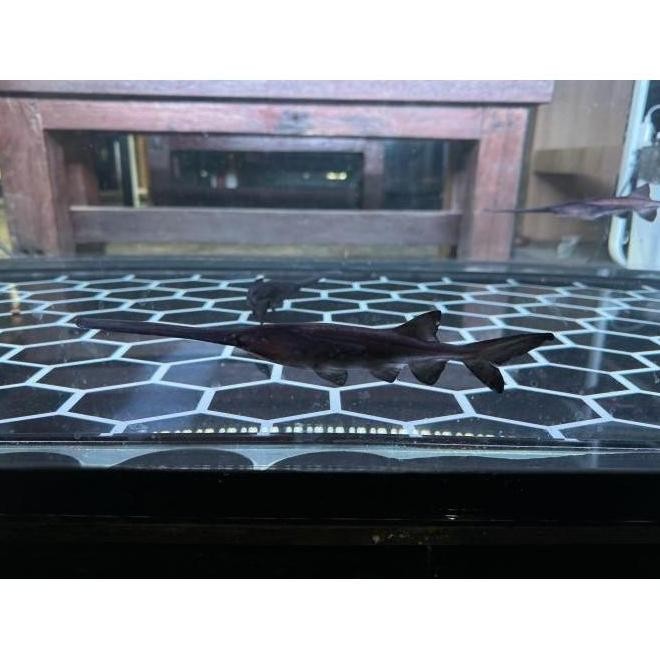 

IKAN POLYODON PADDLE FISH