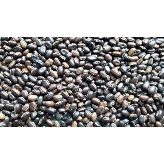 

Kacang Kacangan Mb Mucuna Bracteata Isi Paket 250 Gram