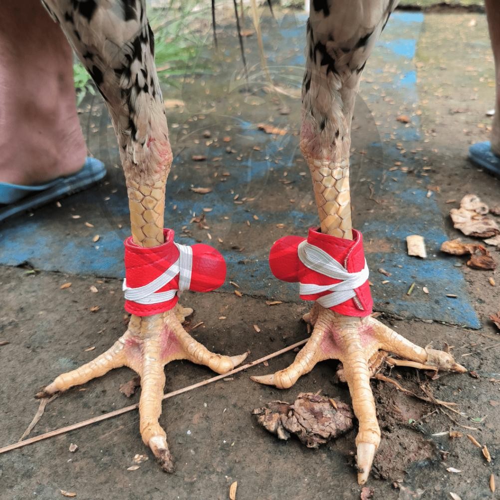 Bungkus jalu ayam laga bahan kaleb | Sarung pembungkus jalu taji ayam aduan AST