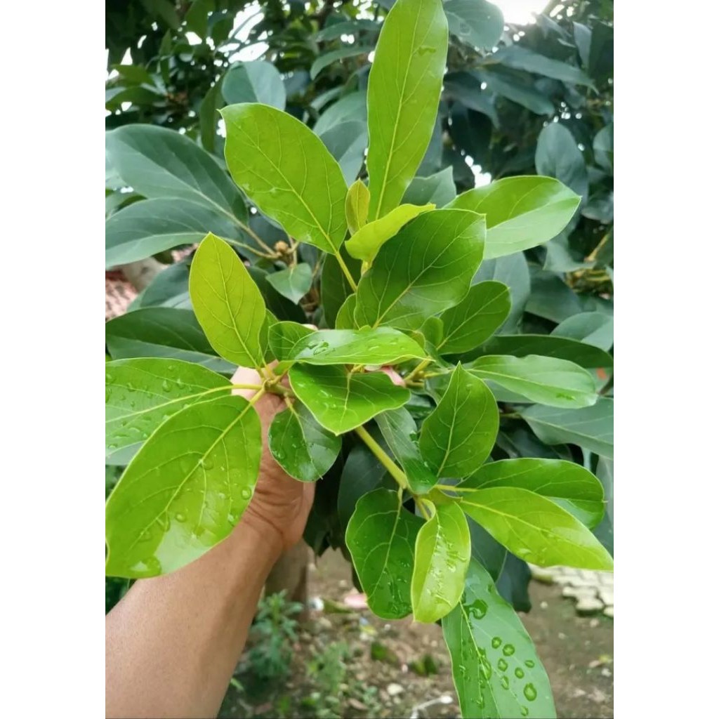 

Daun alpukat segar petik kirim