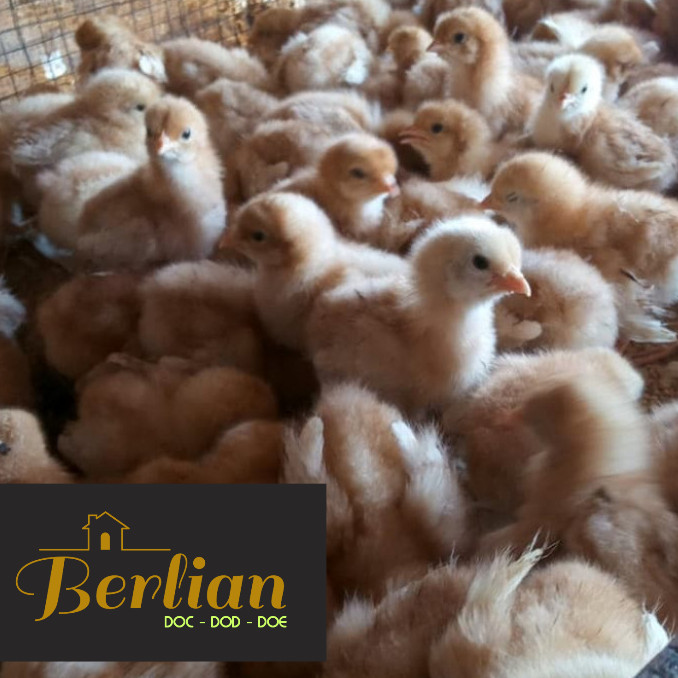 TERBARU ayam petelur bibit ayam petelur / doc ayam petelur (100 ekor) BISA GOSEND