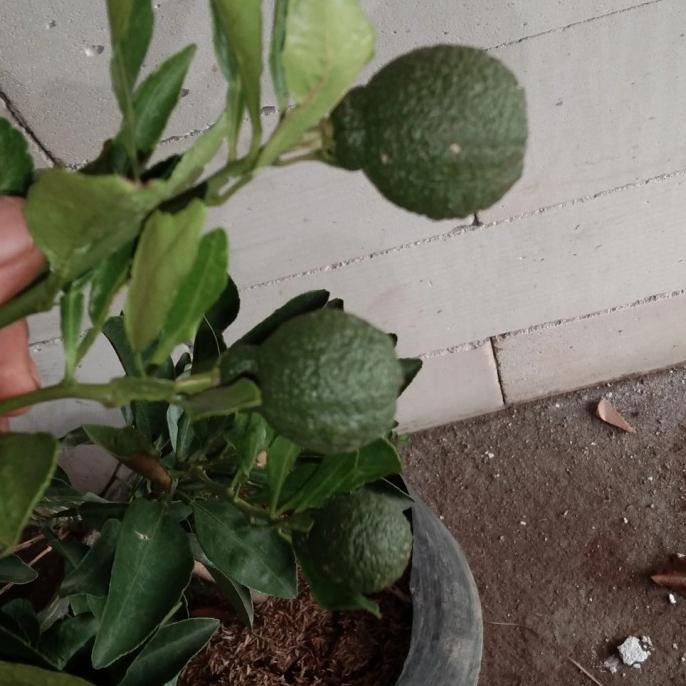 

Bibit Jeruk Dekopon Berbuah