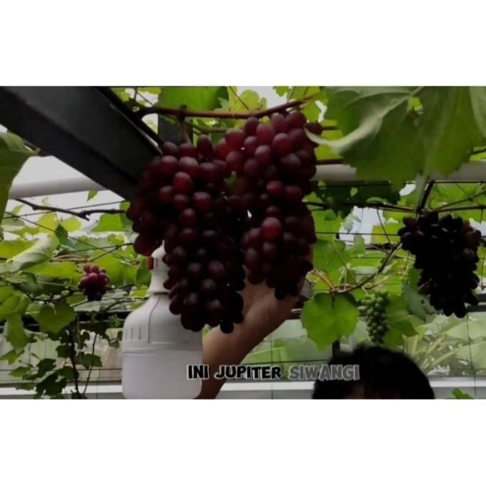 

Bibit Anggur Import Jupiter Seedless Beraroma Foxy
