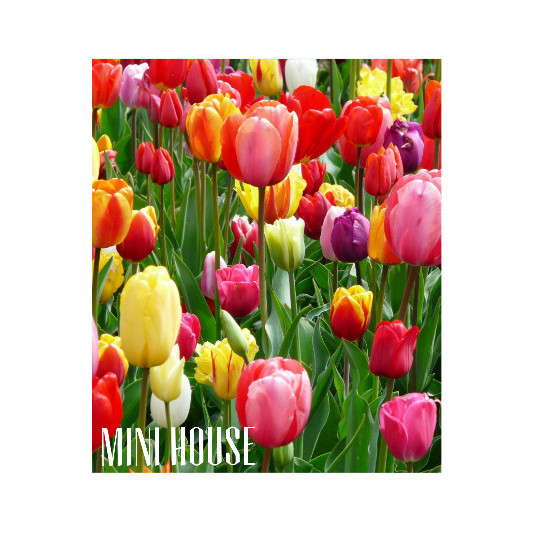 Jual [READY] UMBI TULIP IMPOR