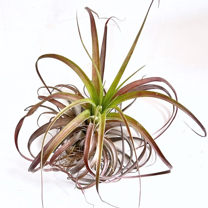 Tillandsia Love Knot - Import Bumi Air Plants Tanaman Udara