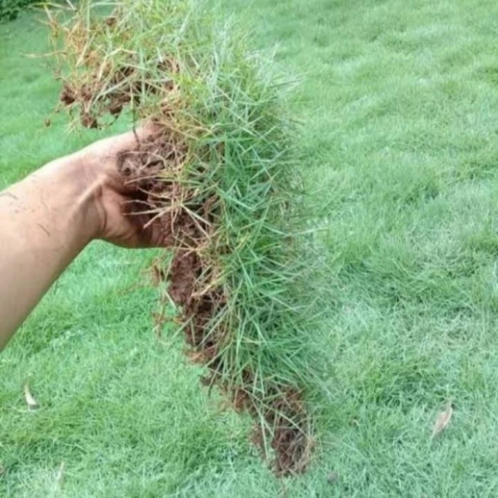 Rumput Jepang Per Meter