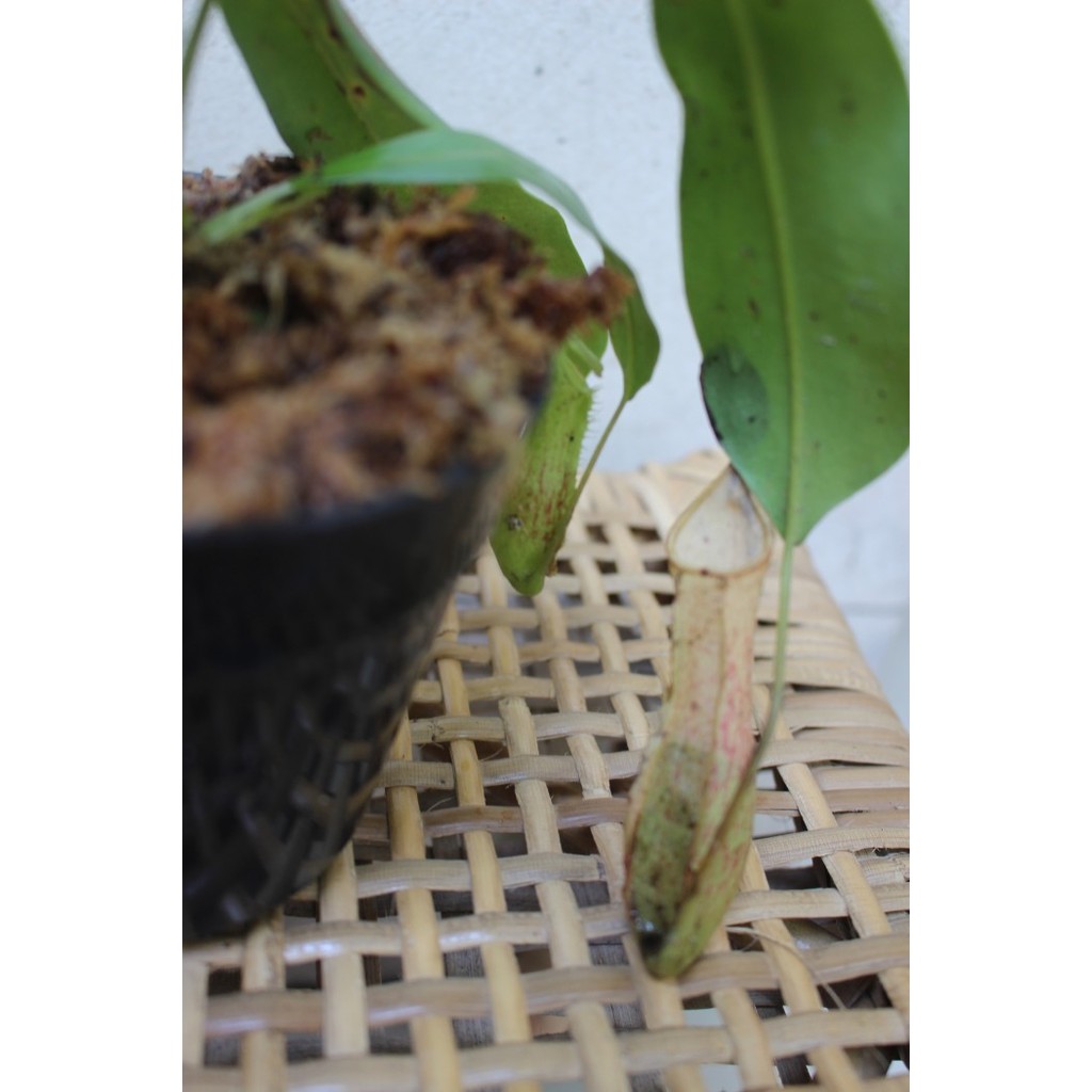SENSASI BARU KANTONG SEMAR/NEPENTHES REINWARDTIANA X MAXIMA ZXY64