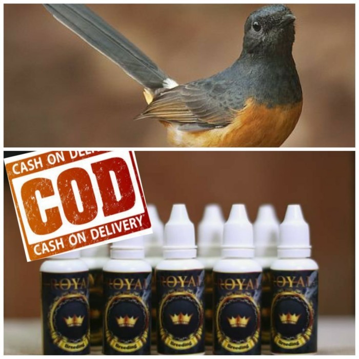 Vitamin Booster Ternak Burung Murai Kacer