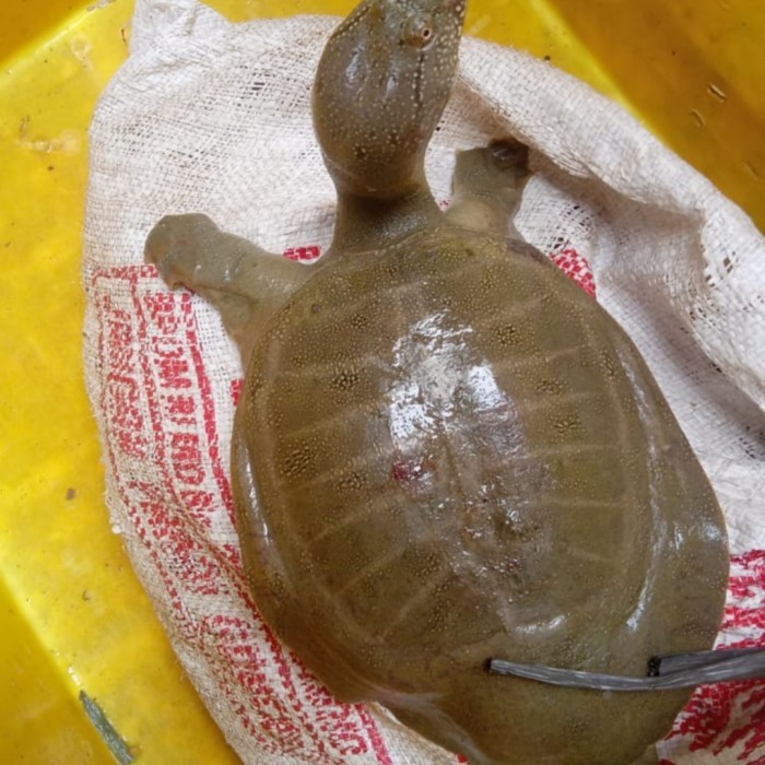 TERBARU pio/Bulus Hidup 1 kg Fresh