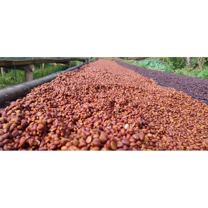 

Green Bean Arabica Honey Anaerob Jawa Barat Kamojang