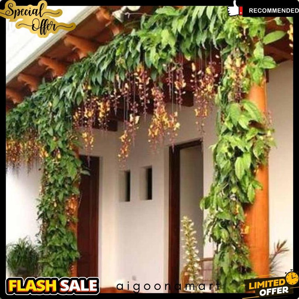 Tanaman Hias Flame Irian Coklat Diskon