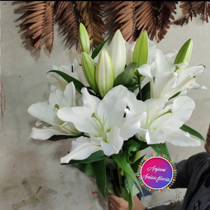 BUNGA LILY/BUNGA ASLI