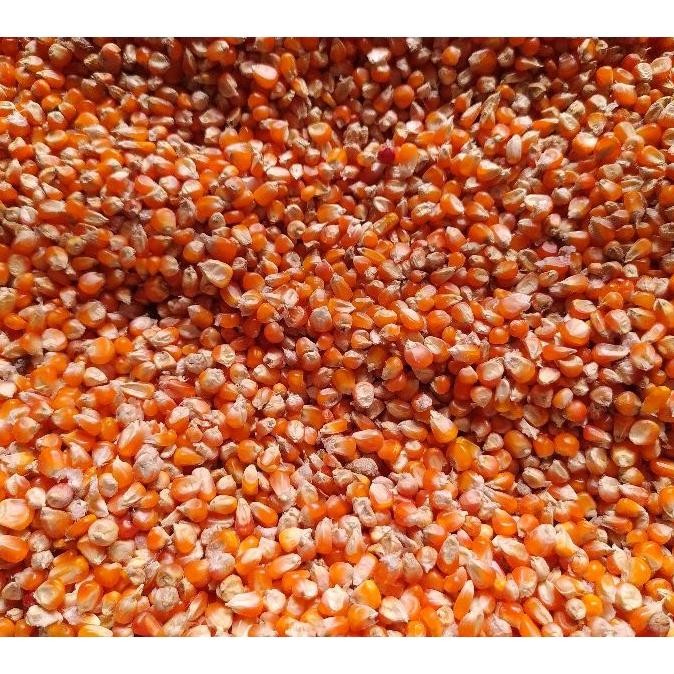 

Jagung Ering Ter Rital Crytal Per A