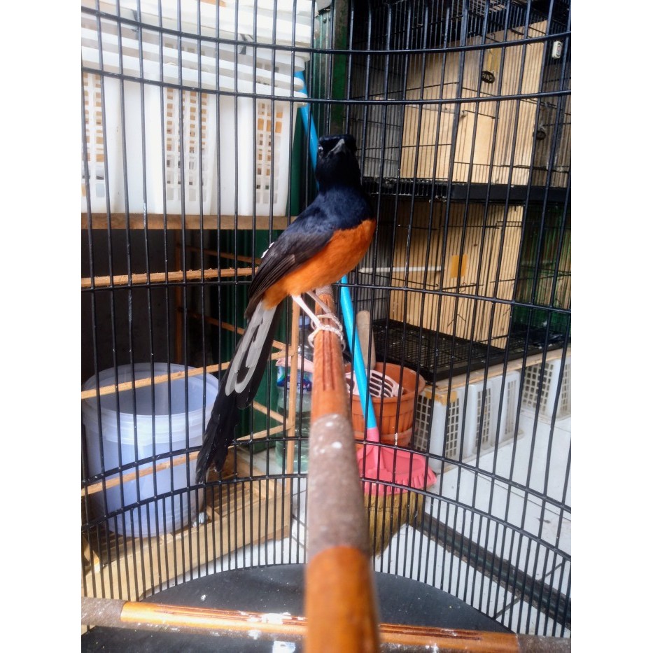 Murai batu medan jantan pastol gacor