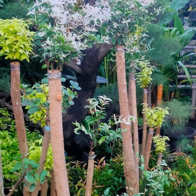 Pohon Bonsai Putri Salju Pipinperdana