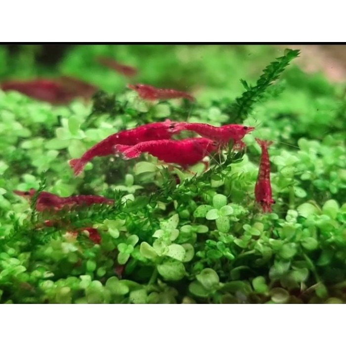 MURAH udang hias red cherry shrimp (RCS) aquascape/aquarium