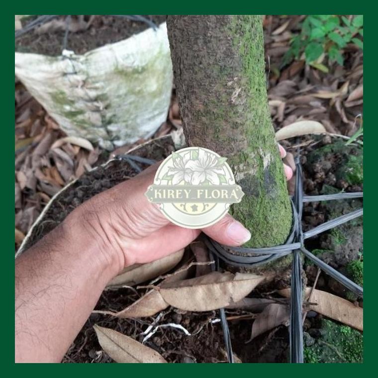 Pohon Durian Bawor Tinggi 2 Meter Siap Berbuah