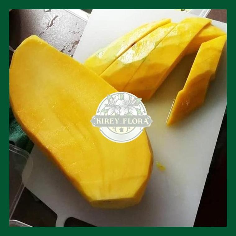 Bibit Mangga Mahatir Asli Bergaransi, Pohon Mangga Jumbo Cangkok Valid