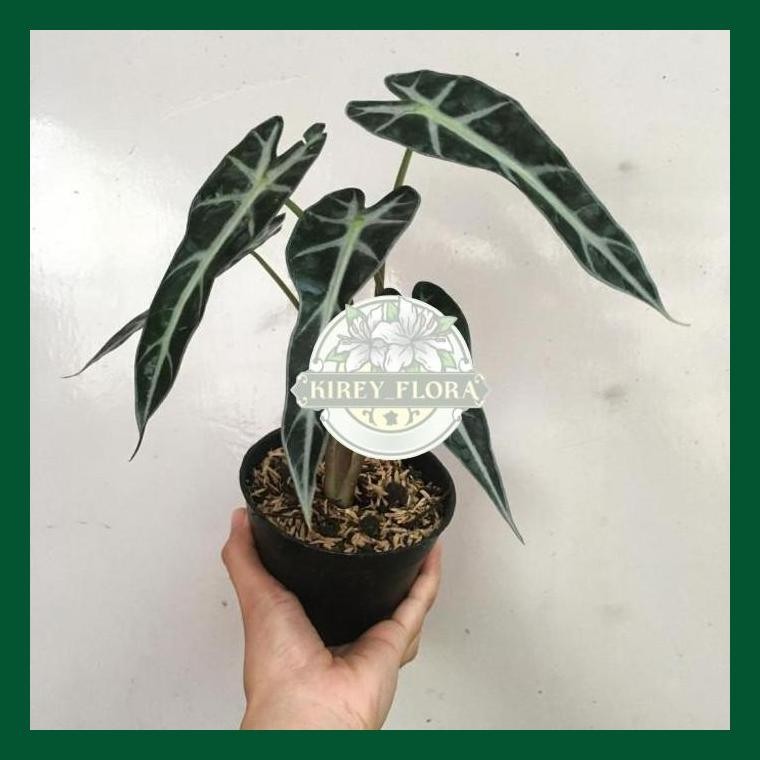 Tanaman Hias Alocasia Bambino - Alocasia Bambino - Alocasia