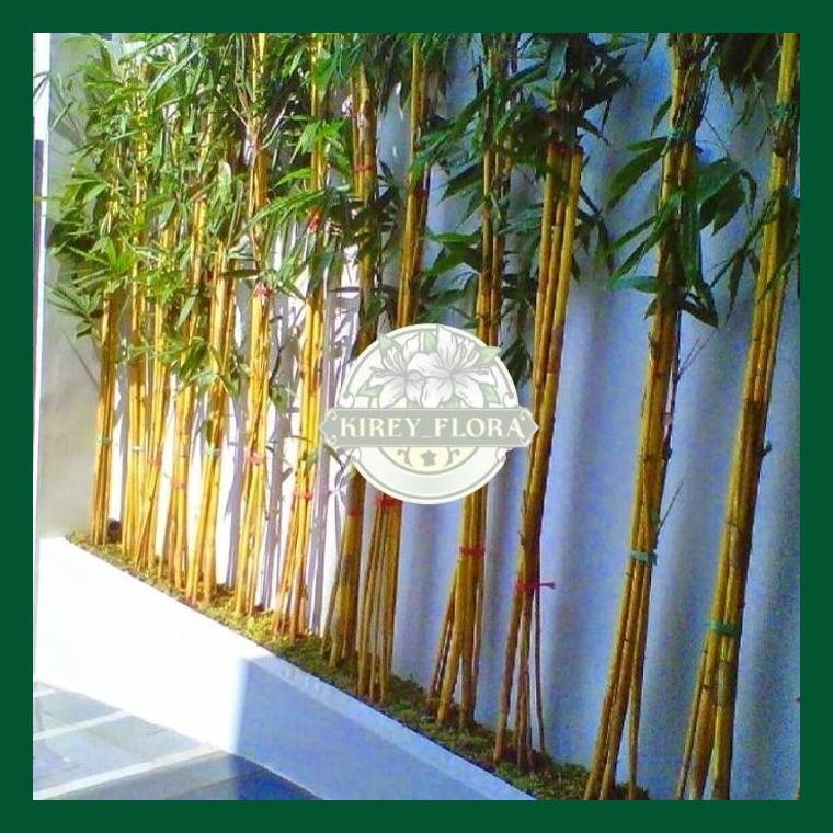 Promo Pohon Bambu Kuning Tinggi 1 - 2 Meter Tanaman Bambu Kuning