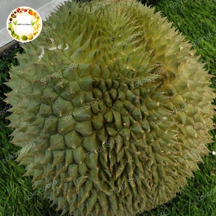 

BUAH DURIAN BLACK THORN SUPER UTUH PCS