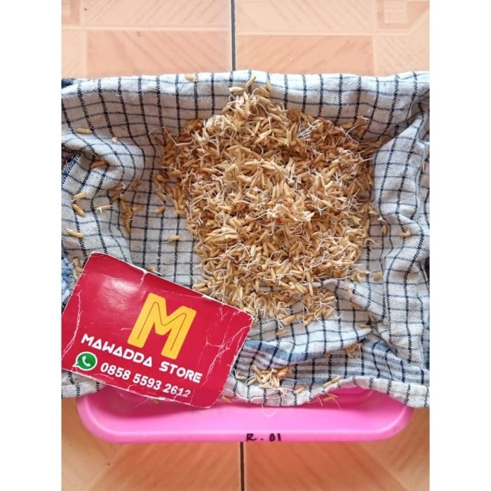 PROMO ~`~ Benih Padi unggul Rajasa 01 bibit padi 5kg dukbgu 1272hh ~~~