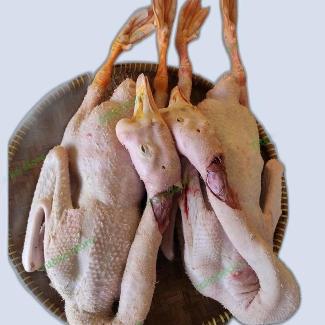 

DAGING ANGSA UTUH KARKAS ANGSA SUDAH BERSIH TINGGAL MASAK BERAT 3-4 KG