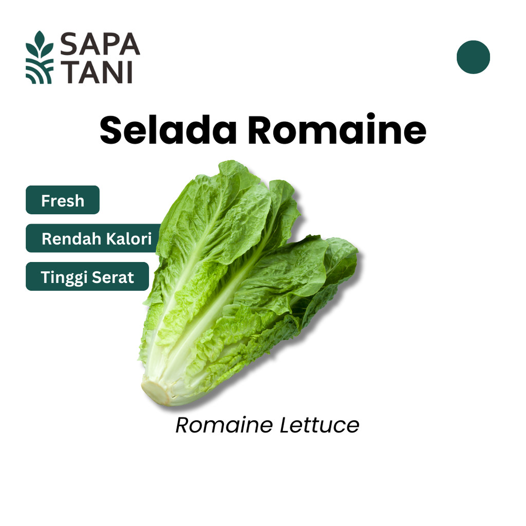 

Selada Romaine Segar 300 gr Sapatani Sayuran Segar untuk Salad dan Sandwich