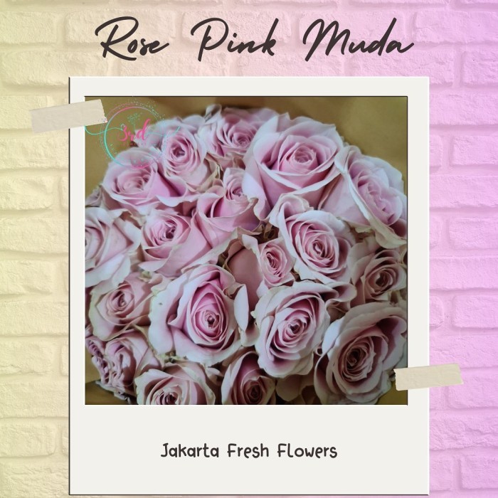 TERLARIS Rose Semi Holland (Mawar Bandung Grade A)