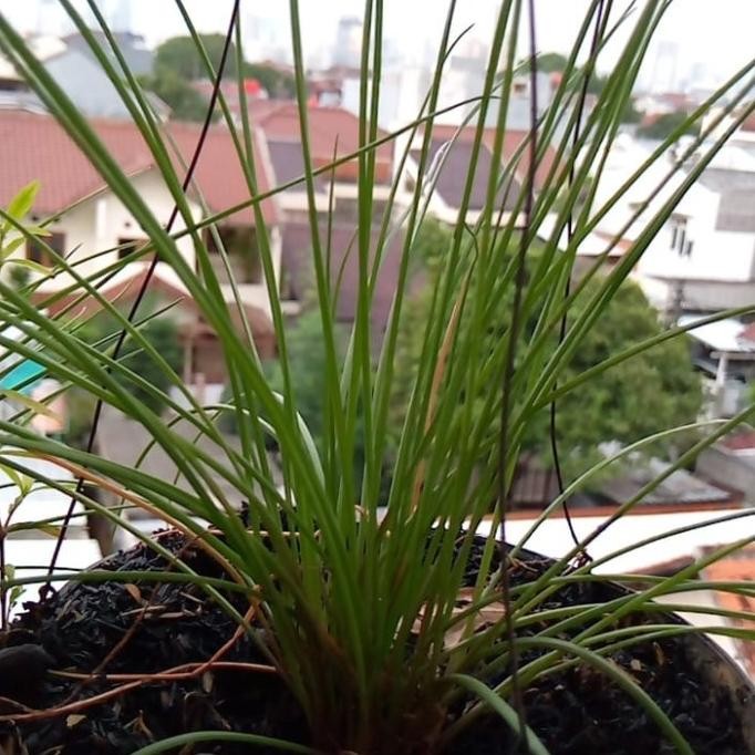 

TANAMAN LOKIO BAWANG BATAK ORIGINAL