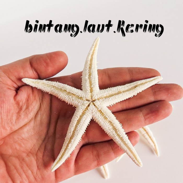 TERBAIK bintang laut asli hiasan aquarium aquascape