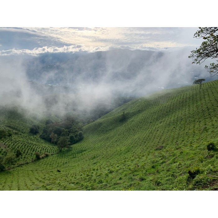 

Colombia Geisha Finca Santa Barbara Washed Biji Kopi Arabika Gesha