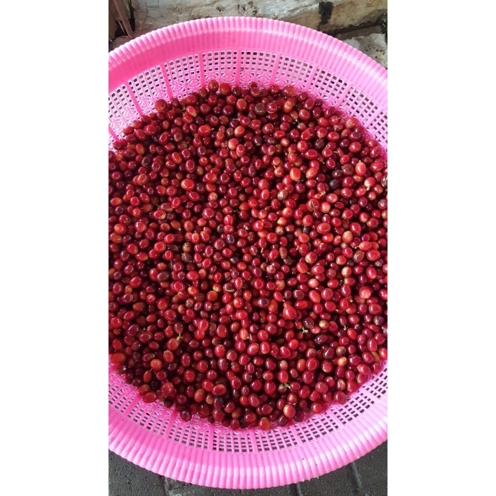 

Kerinci Anaerob Honey Kopi Arabika Arabica Coffee Roasted Bean Grade 1