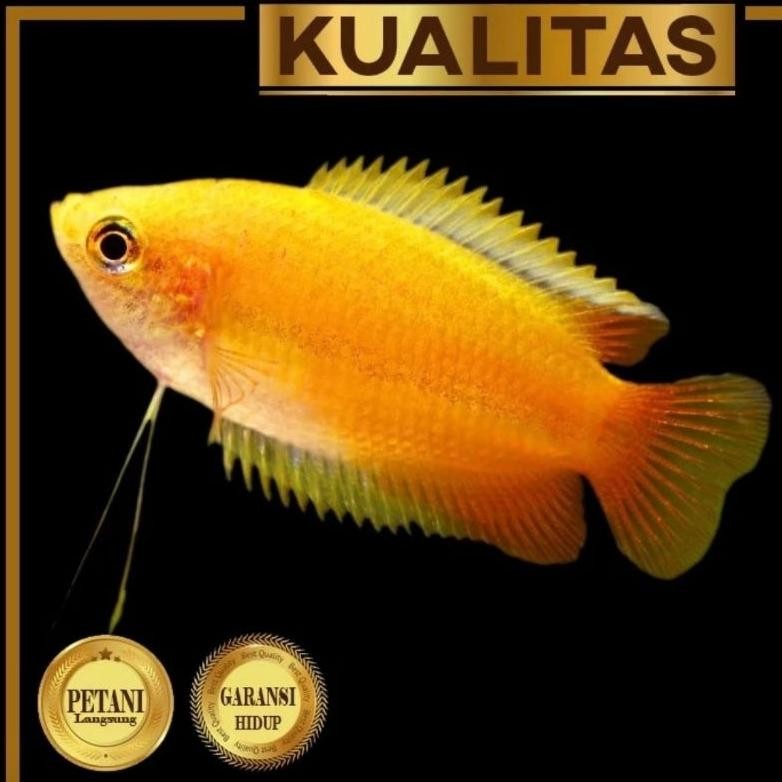 Best Seller Paket Koloni (isi 10) Honey Gold Gourami Sepat Madu Emas Ikan Hias Tanaman Air Aquascape