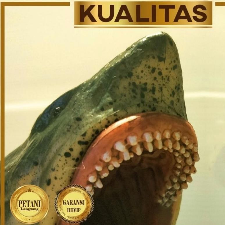 Best Seller Hiu Purba Hiasan Aquarium Aquascape Ikan Hias dan Tanaman Air Tawar Kualitas Terjamin