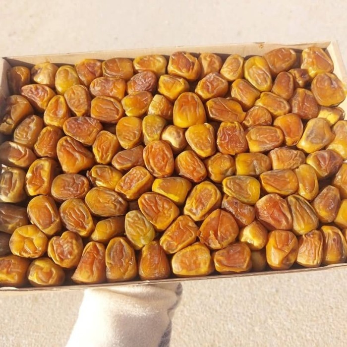 

Kurma Sukari Premium 3 Kg Panen Terbaru Premium
