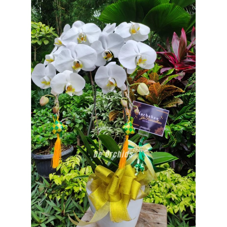 

Promo Terbaru!, Hampers Lebaran - Anggrek Bulan Dewasa Isi 2 Pohon Warna Putih