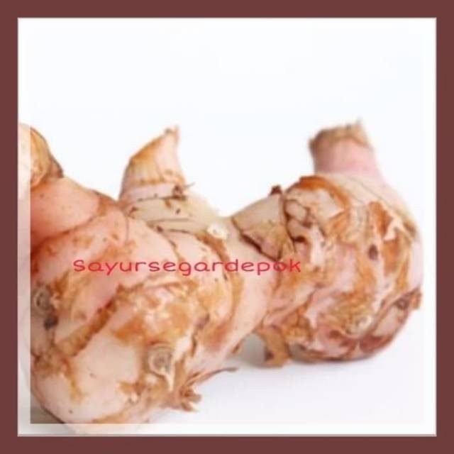 

Lengkuas / bumbu dapur