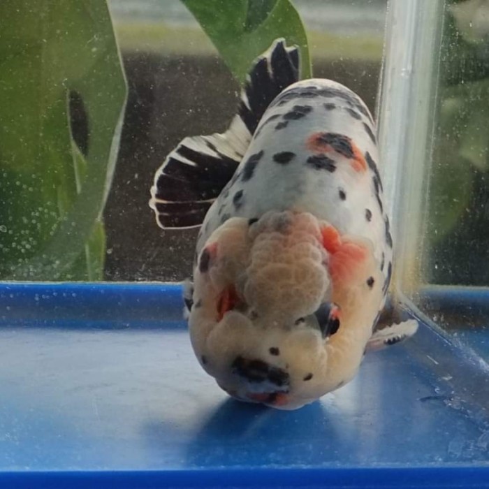 ikan mas koki ranchu sapi / ikan hias aquarium