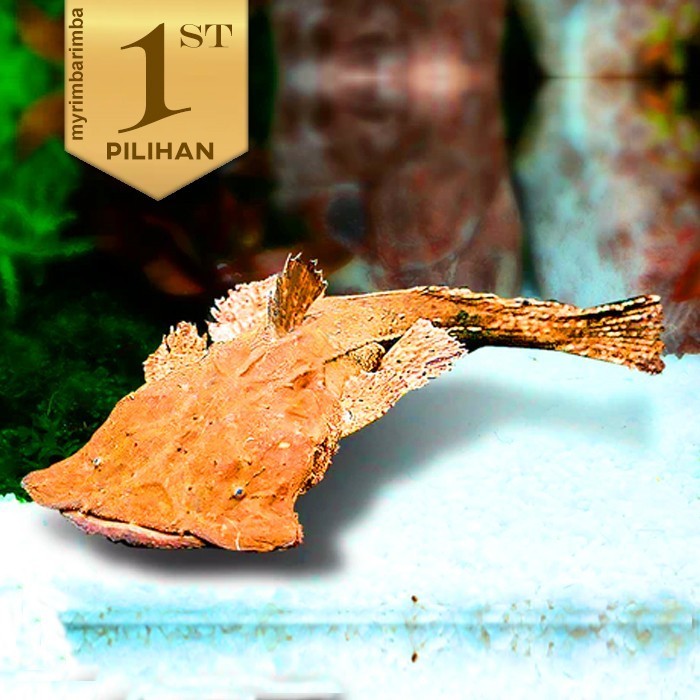 Chaca Bankanensis (L) Ikan Hias Predator Purba Hiasan Aquarium Langka