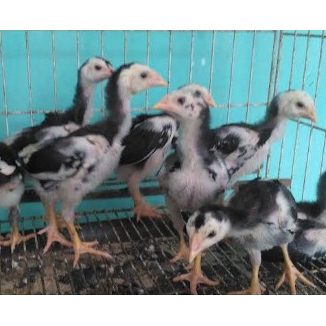 

Ayam Ekor Lidi Asli