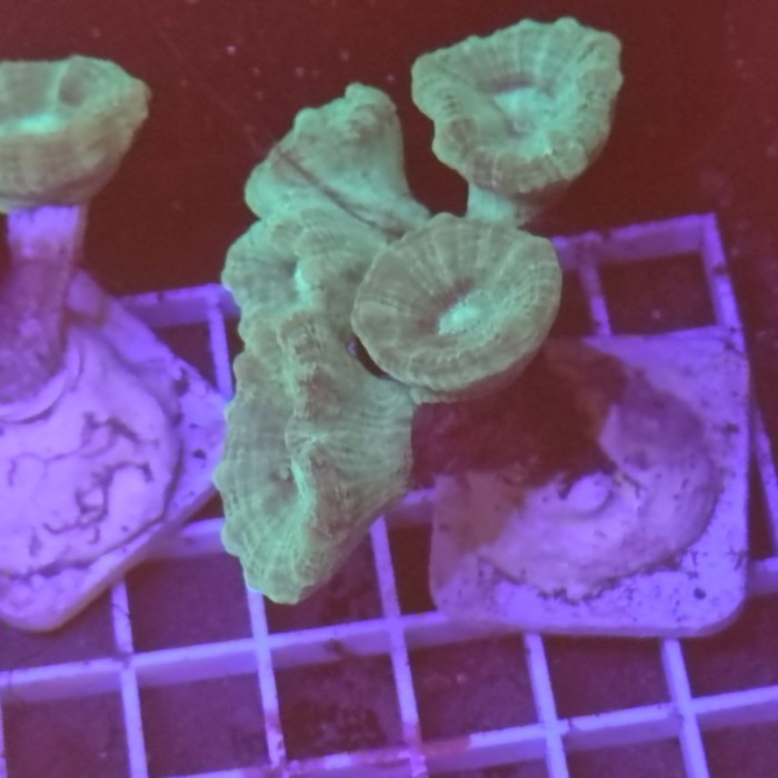 

Sale Coral Karang Permen Hijau