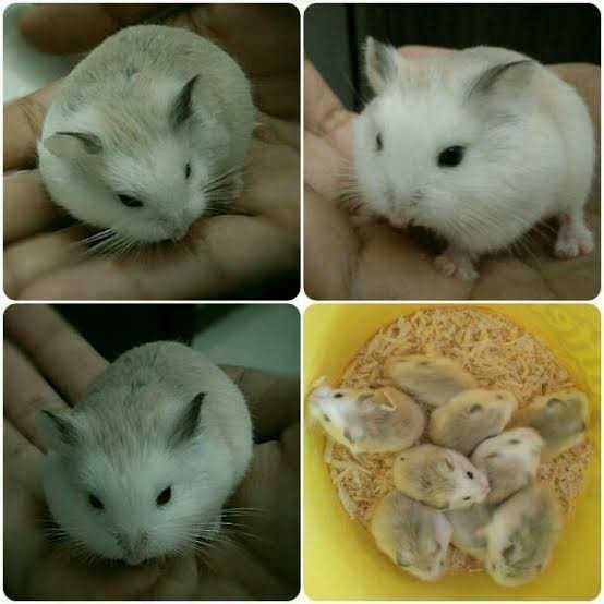 Jual Hamster Roborovski Robo White Face Brown Face Normal Face