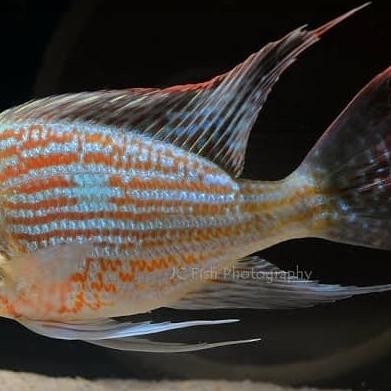 HARGA DISC - Geophagus sveni