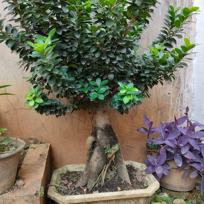 tanaman bibit bonsai hidup/ bonsai ficus bonsai daun jeruk