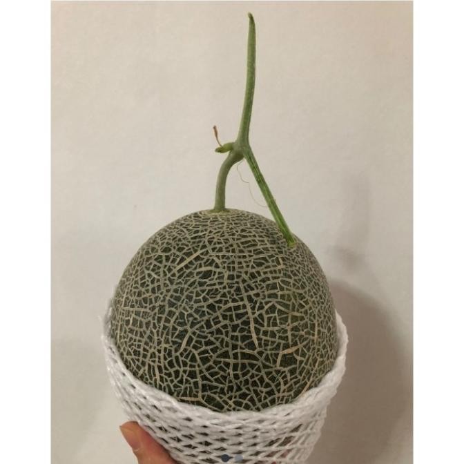 

melon Jepang cantalope Japan Jepang per pcs asli dari bibit jepang