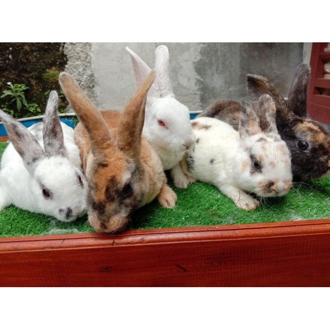 Kelinci Rex Junior Pure Breed Terawat Berkualitas Lucu - Jantan