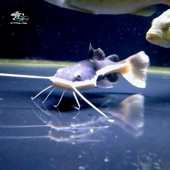 IKAN HIAS IKAN RTC CATFISH RED TAIL CATFISH SIZE KECIL BABY