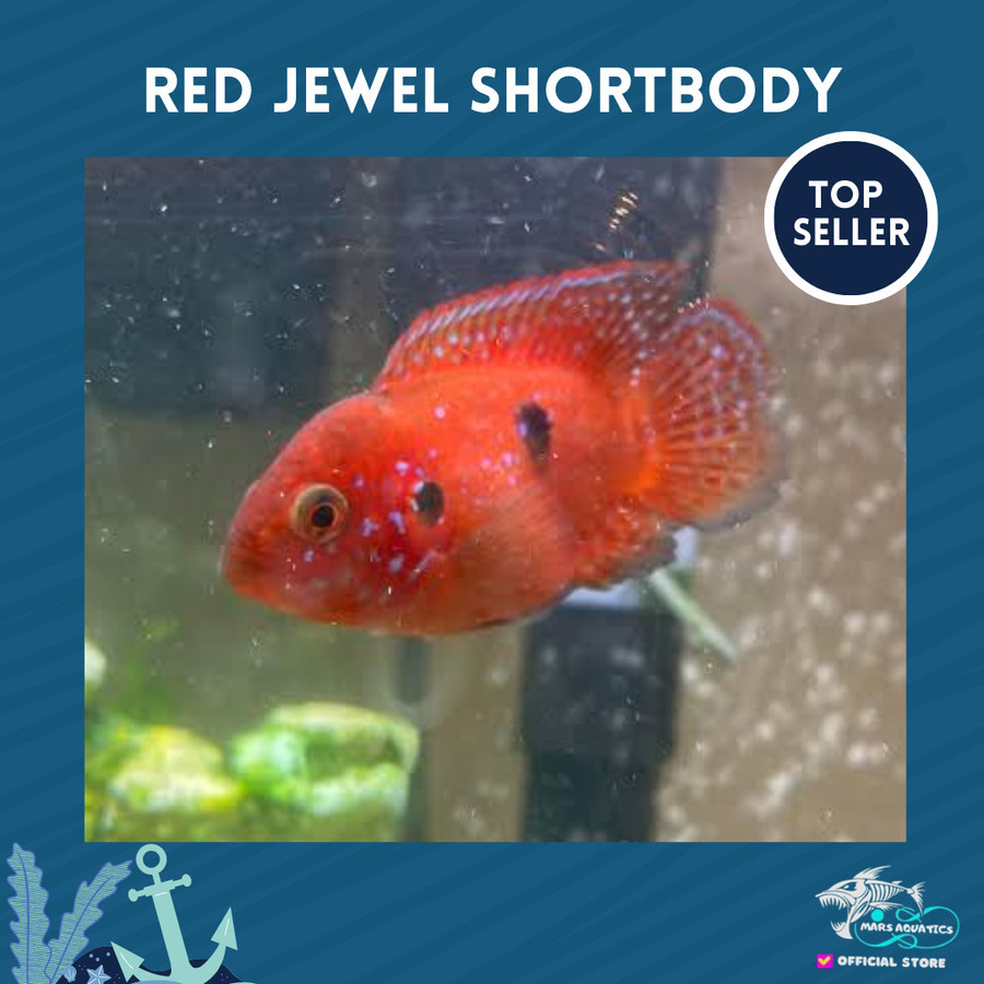 IKAN HIAS RED JEWEL AFRICAN CICHLID SHORTBODY SB